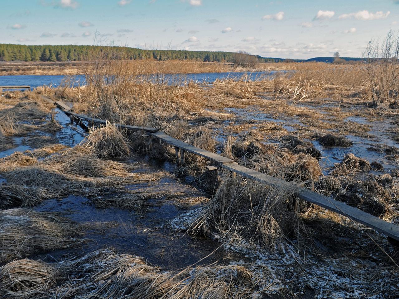 In Westsibirien war er einst heimisch In Westsibirien war er einst heimisch