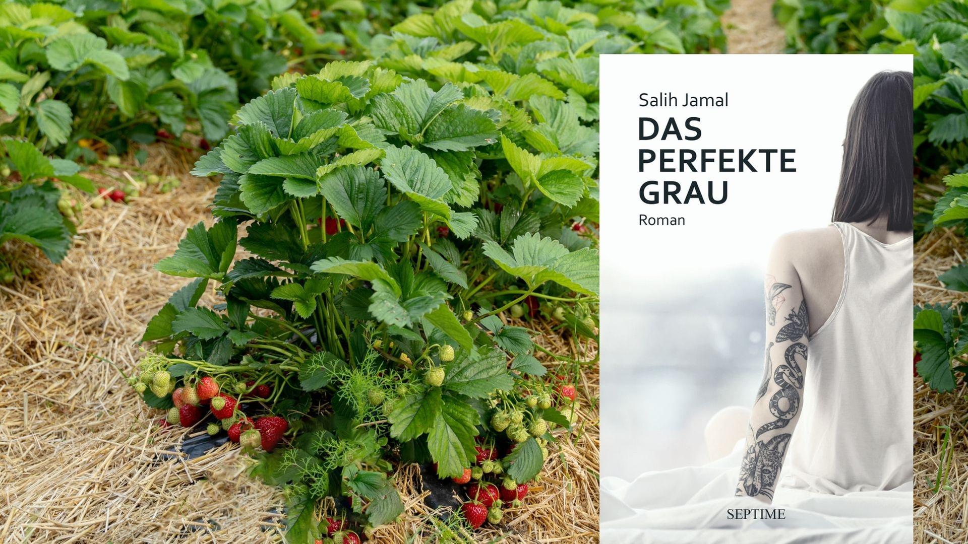 Buchcover: Salih Jamal: „Das perfekte Grau“, im Hintergrund ein Erdbeerfeld