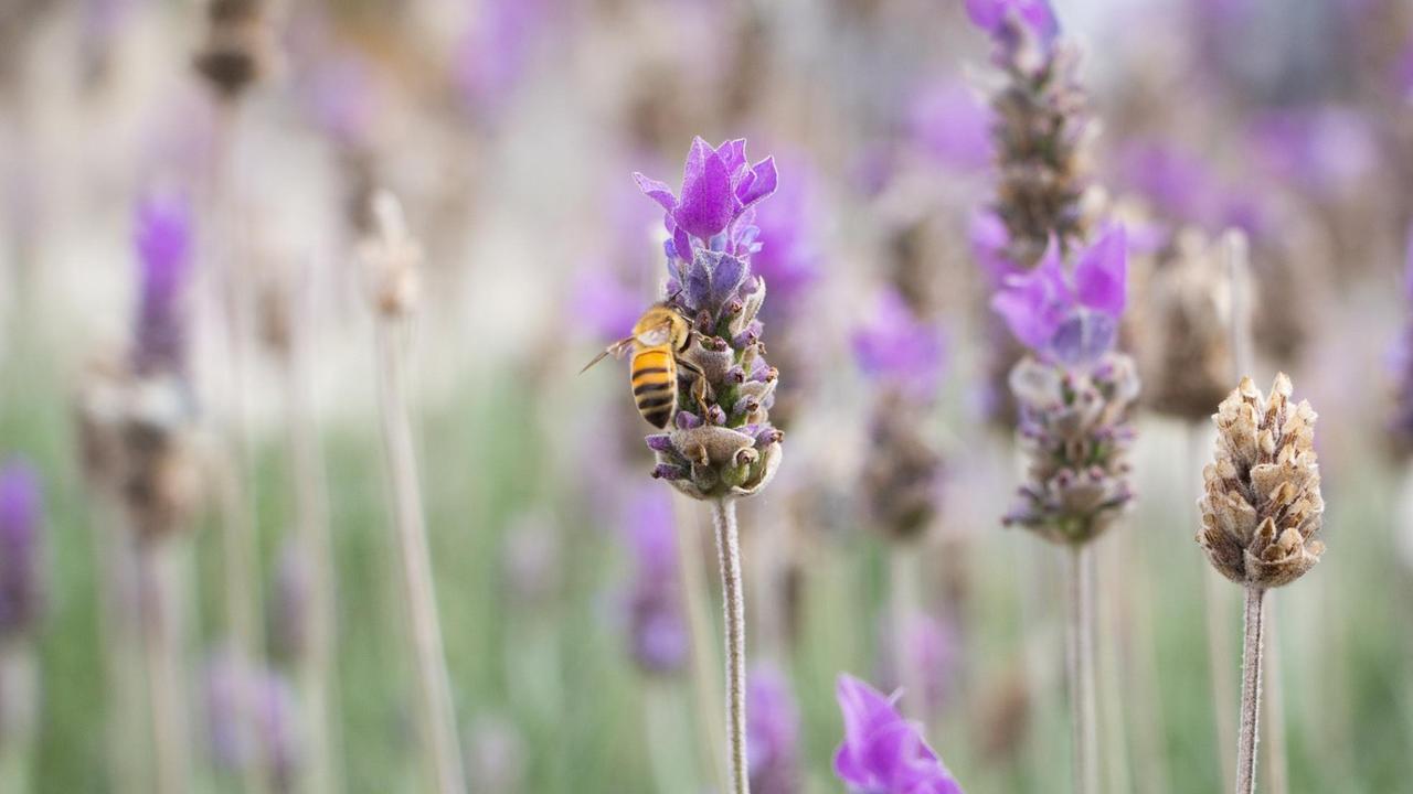 Lavendelfeld mit Biene