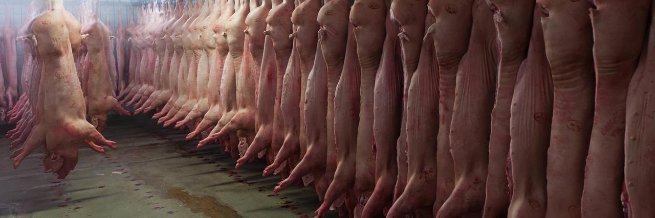 Frisch geschlachtete Schweine hängen im Kühlhaus eines Schlachtbetriebes an der Reihe an Haken. Frisch geschlachtete Schweine hängen im Kühlhaus eines Schlachtbetriebes an der Reihe an Haken.