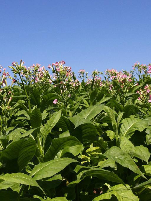 Tabakpflanzen auf einem Feld