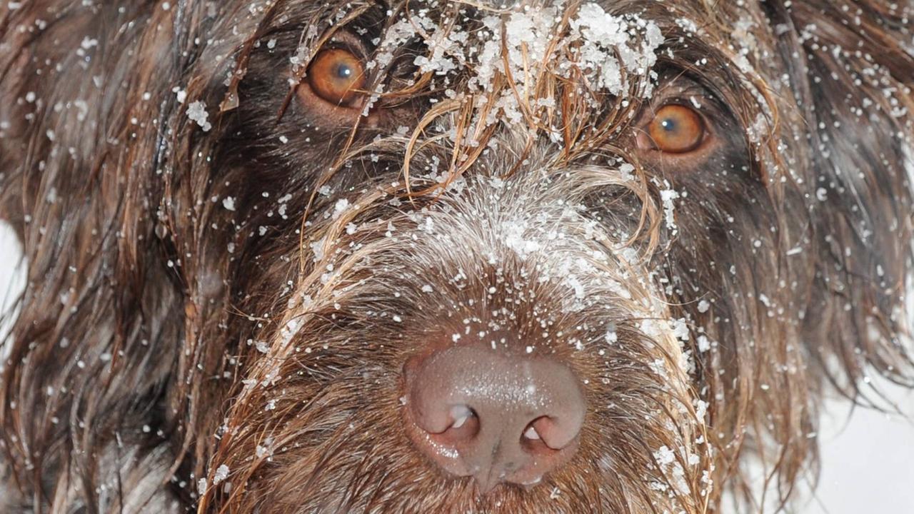 Hund mit wuscheligem Fell und mit vereister Schnauze im Tiefschnee im Schwarzwald. Hund mit wuscheligem Fell und mit vereister Schnauze im Tiefschnee im Schwarzwald.