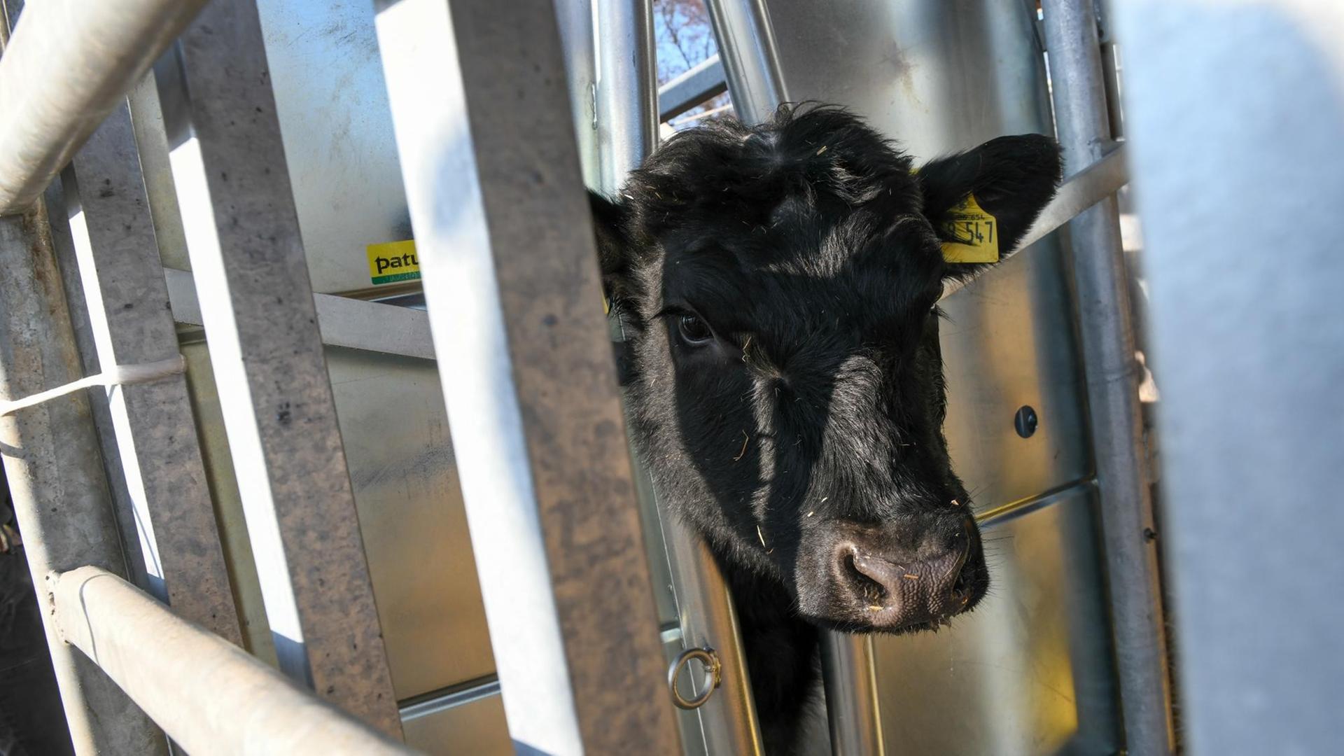 Ein Rind steckt in der Durchtriebfalle einer mobilen Schlachteinheit. Die neue, in Hessen entwickelte Methode erlaubt die Schlachtung von Rindern ohne Tiertransporte und damit ohne zusätzlichen Stress für die Tiere. Ein Rind steckt in der Durchtriebfalle einer mobilen Schlachteinheit. Die neue, in Hessen entwickelte Methode erlaubt die Schlachtung von Rindern ohne Tiertransporte und damit ohne zusätzlichen Stress für die Tiere.