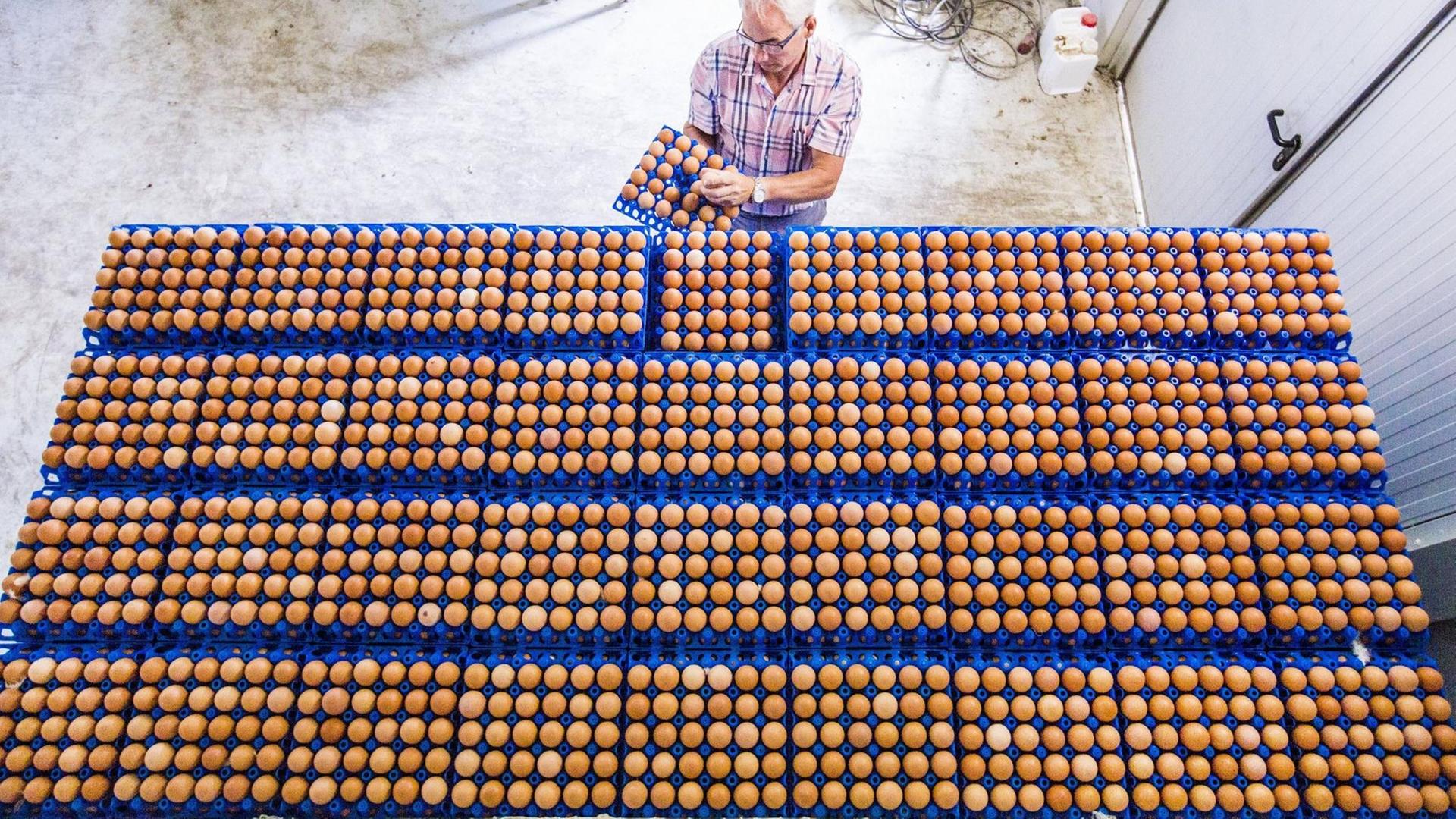 Mehrere Palletten mit Eiern Mehrere Palletten mit Eiern