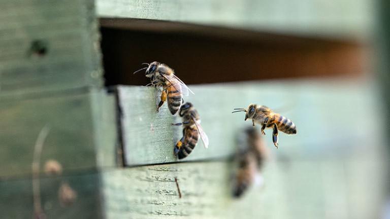 Nahaufnahme von drei Bienen, die in ihren Bienenstock schlüpfen Nahaufnahme von drei Bienen, die in ihren Bienenstock schlüpfen