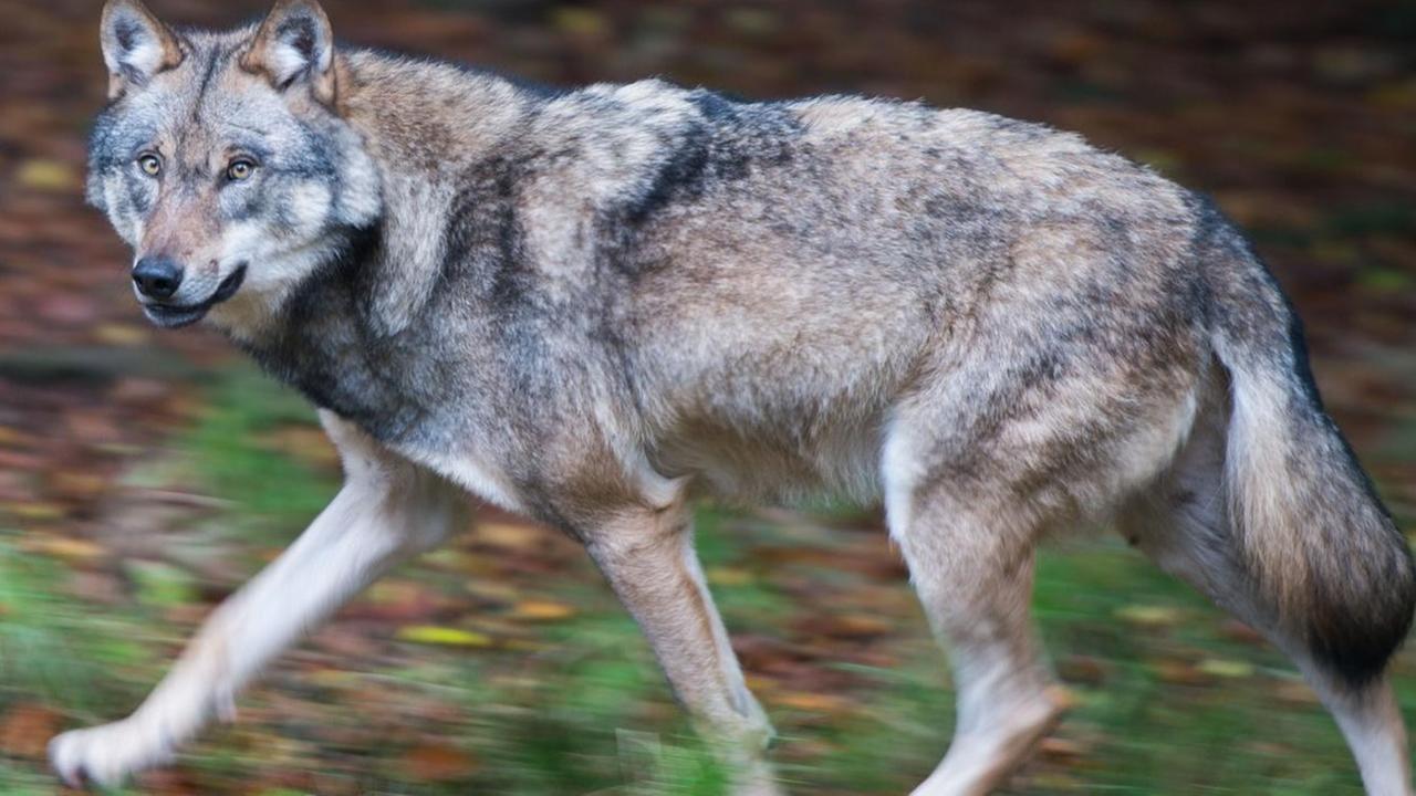 Ein Wolf läuft durch ein Gehege in einem Wildpark in Niedersachsen.