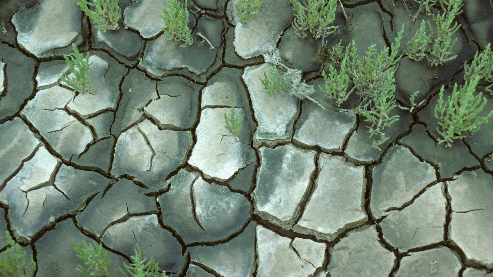In den Rissen eines ausgedörrten Bodens sprießen einige grünliche Pflanzen hervor. In den Rissen eines ausgedörrten Bodens sprießen einige grünliche Pflanzen hervor.