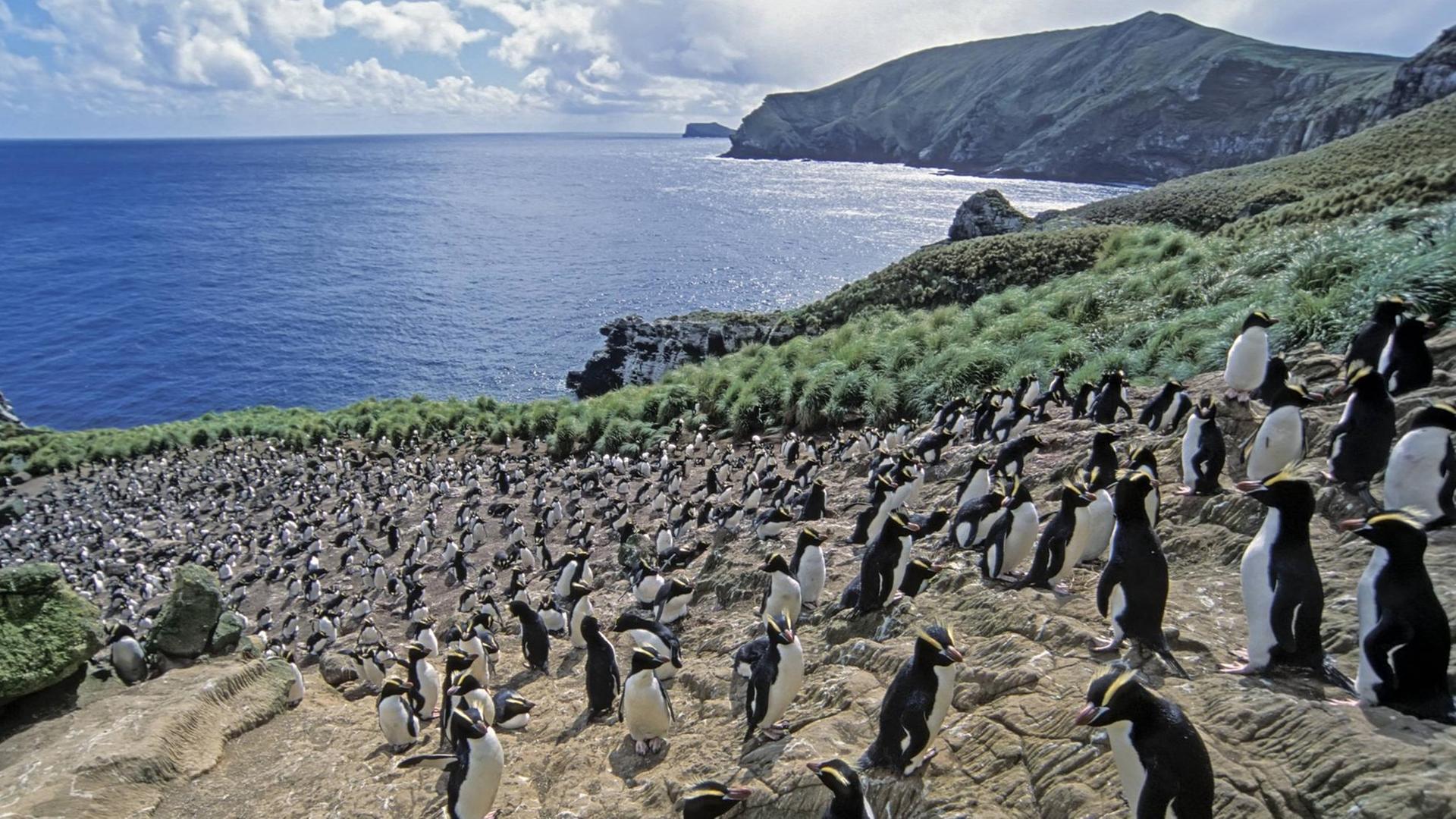 Pinguine in Neuseeland auf Antipodes Island Pinguine in Neuseeland auf Antipodes Island