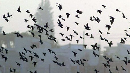 Vögel fliegen auf in der türkischen Stadt Kuscenneti Vögel fliegen auf in der türkischen Stadt Kuscenneti