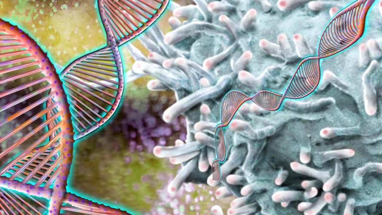DNA und T-Lymphozyten oder kurz T-Zellen, weiße Blutzellen, die der Immunabwehr dienen DNA und T-Lymphozyten oder kurz T-Zellen, weiße Blutzellen, die der Immunabwehr dienen