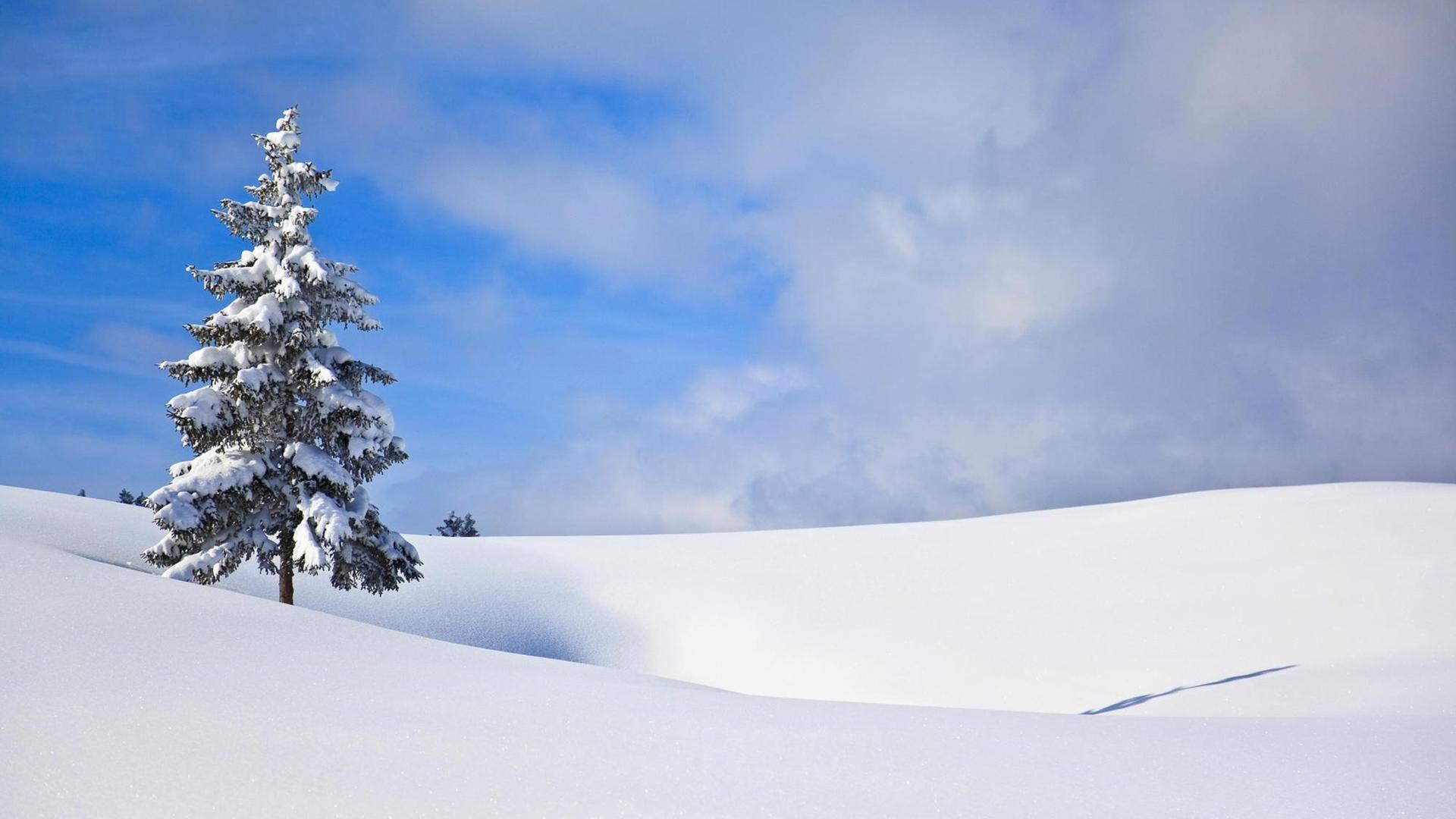 Eine einzelne Tanne auf einer verschneiten Ebene Eine einzelne Tanne auf einer verschneiten Ebene