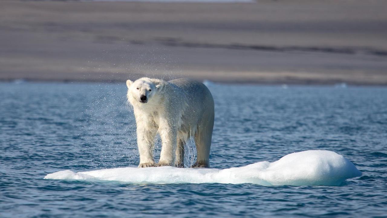 Ein Eisbär sitzt auf einer kleinen Eisscholle Ein Eisbär sitzt auf einer kleinen Eisscholle