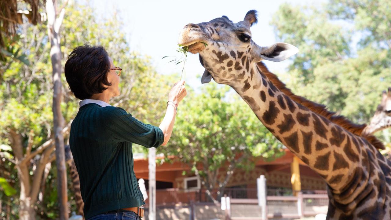 Barbara Natterson-Horowitz füttert eine Giraffe im Los Angeles Zoo Barbara Natterson-Horowitz füttert eine Giraffe im Los Angeles Zoo