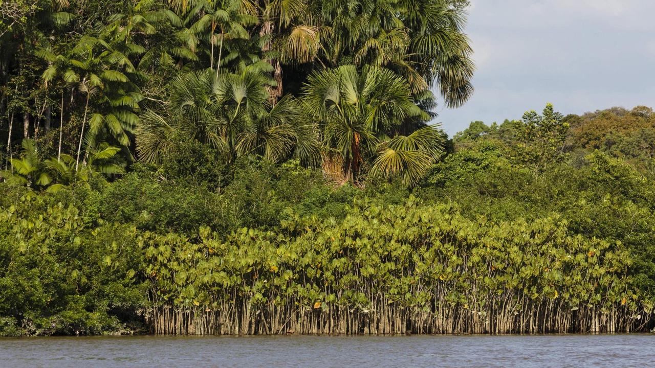 Amazonas in Brasilien, Flusslandschaft Amazonas in Brasilien, Flusslandschaft