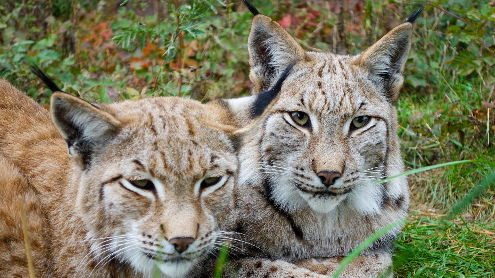 Zwei Luchse liegen auf einer grünen Wiese. Zwei Luchse liegen auf einer grünen Wiese.