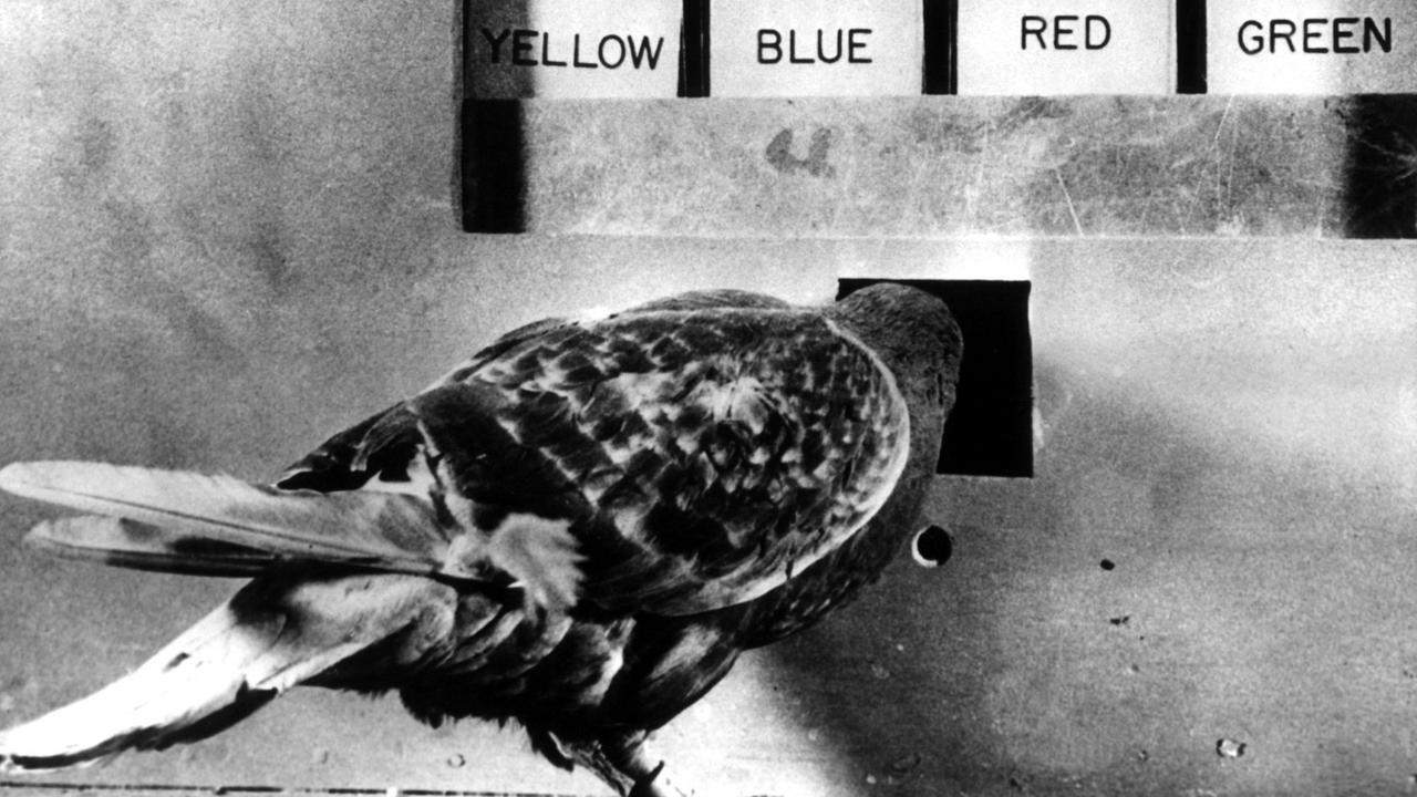 Ein Vogel bei einem Versuch des amerikanischen Psychologen und Verhaltensforschers Burrhus Frederic Skinner.