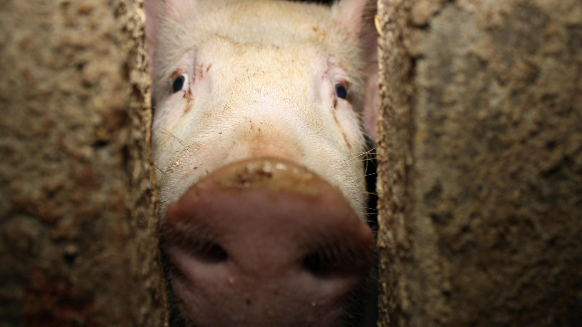 Schweine in der Schweinezucht und -mast Sandbeiendorf Schweine in der Schweinezucht und -mast Sandbeiendorf