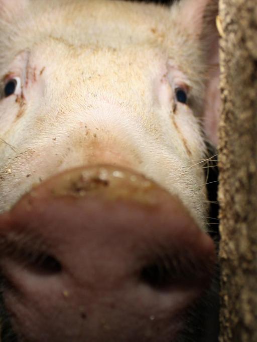 Schweine in der Schweinezucht und -mast Sandbeiendorf