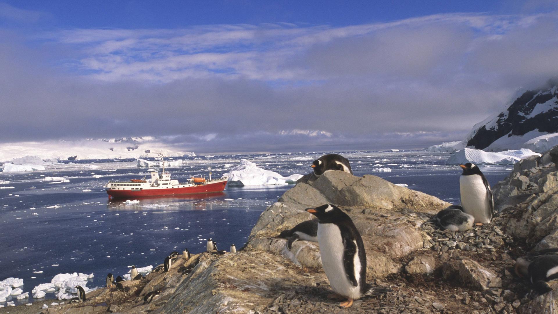 Eselspinguine in der Antarktis Eselspinguine in der Antarktis