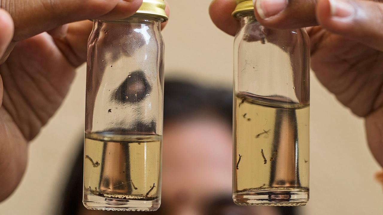 Eine Wissenschaftlerin hält zwei Glasröhrchen in die Höhe, darin schwimmen Larven der Asiatischen Tigermücke. Eine Wissenschaftlerin hält zwei Glasröhrchen in die Höhe, darin schwimmen Larven der Asiatischen Tigermücke.