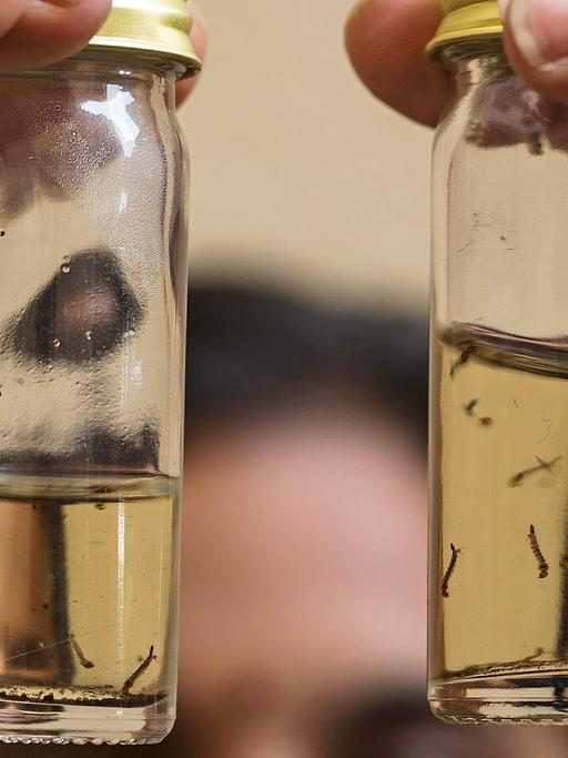 Eine Wissenschaftlerin hält zwei Glasröhrchen in die Höhe, darin schwimmen Larven der Asiatischen Tigermücke.