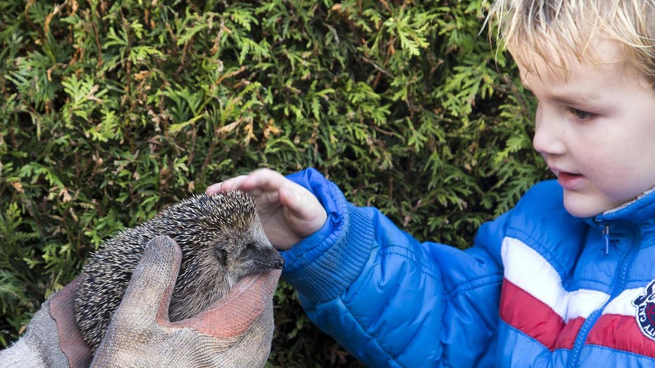 Ein kleiner Junge streichelt einen Igel vor einer Hecke. Ein kleiner Junge streichelt einen Igel vor einer Hecke.