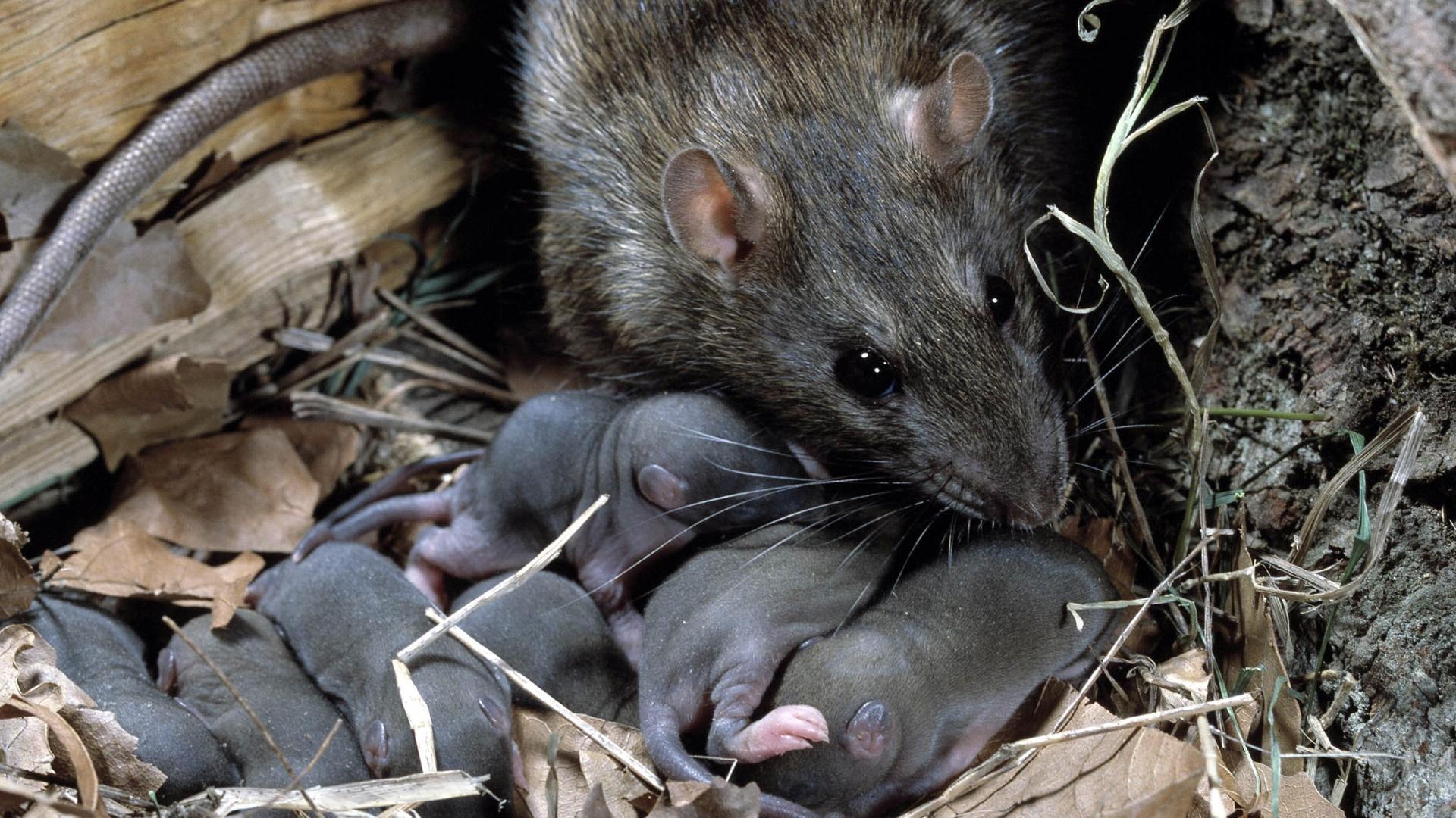 Eine Ratte mit ihrem Nachwuchs im Nest. Eine Ratte mit ihrem Nachwuchs im Nest.
