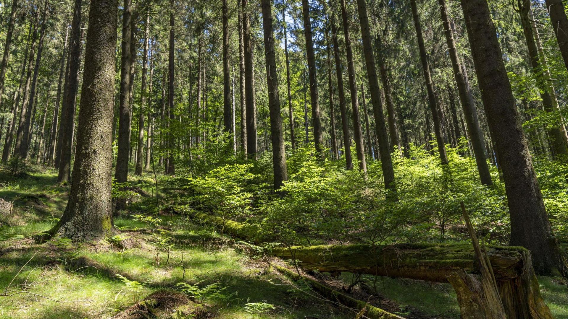 Wald im Hochsauerlandkreis in NRW Wald im Hochsauerlandkreis in NRW