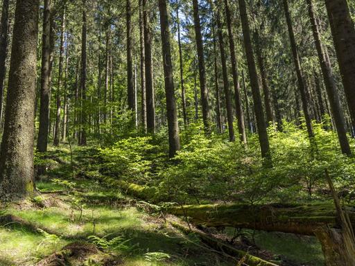 Wald im Hochsauerlandkreis in NRW
