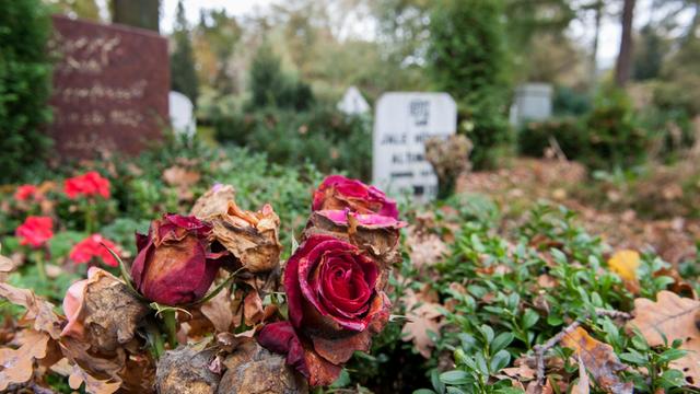 Verwelkte Rosen und Grabsteine stehen auf dem muslimischen Gräberfeld auf dem Friedhof Stöcken in Hannover (Niedersachsen).