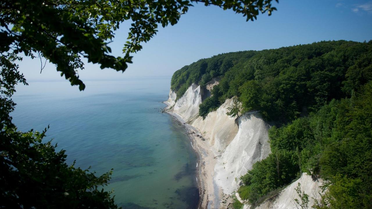 Buchen sind am 23.06.2016 in den zum UNESCO-Welterbe gehörenden Buchenwäldern an den Kreidefelsen im Nationalpark Jasmund bei Sassnitz auf der Insel Rügen (Mecklenburg-Vorpommern) zu sehen. Buchen sind am 23.06.2016 in den zum UNESCO-Welterbe gehörenden Buchenwäldern an den Kreidefelsen im Nationalpark Jasmund bei Sassnitz auf der Insel Rügen (Mecklenburg-Vorpommern) zu sehen.