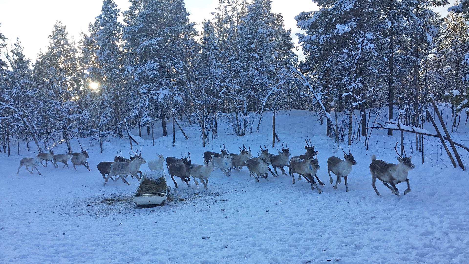 Mehrere Rentiere stehen auf einen verschneiten Weidegebiet in Lappland Mehrere Rentiere stehen auf einen verschneiten Weidegebiet in Lappland
