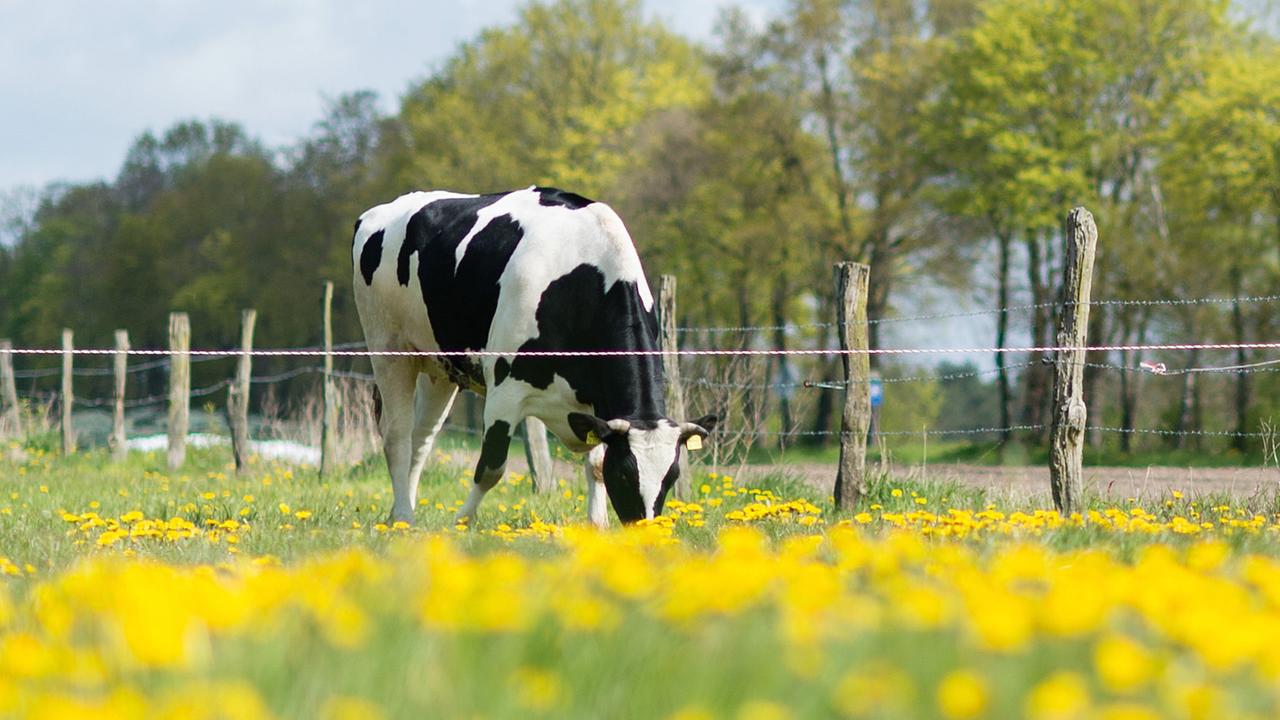 Eine Kuh steht auf einer Weide und grast in frühlingshafter Umgebung. Eine Kuh steht auf einer Weide und grast in frühlingshafter Umgebung.