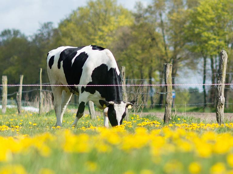 Eine Kuh steht auf einer Weide und grast in frühlingshafter Umgebung.