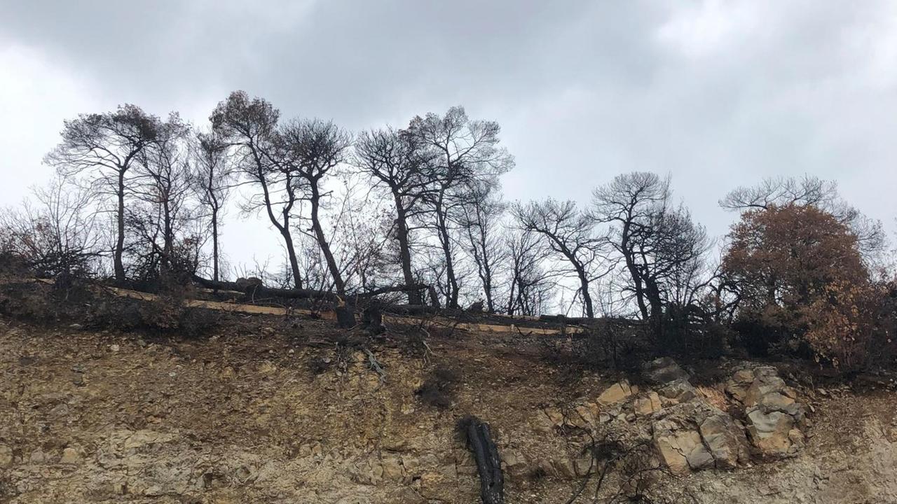 In einer Schlucht, die von schwarzen Bäumen eingerahmt wird, hängt ein verkohlter Baum kopfüber hinunter. In einer Schlucht, die von schwarzen Bäumen eingerahmt wird, hängt ein verkohlter Baum kopfüber hinunter.