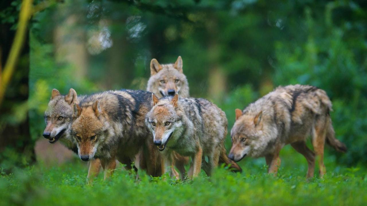 Ein Rudel europäischer Wölfe (Canis lupus lupus im Wald. Ein Rudel europäischer Wölfe (Canis lupus lupus im Wald.