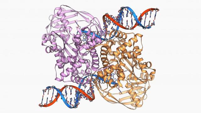 Transposons, an deren Ende das Enzym Transpoase gebunden ist, mit dessen Hilfe sie "springen" können