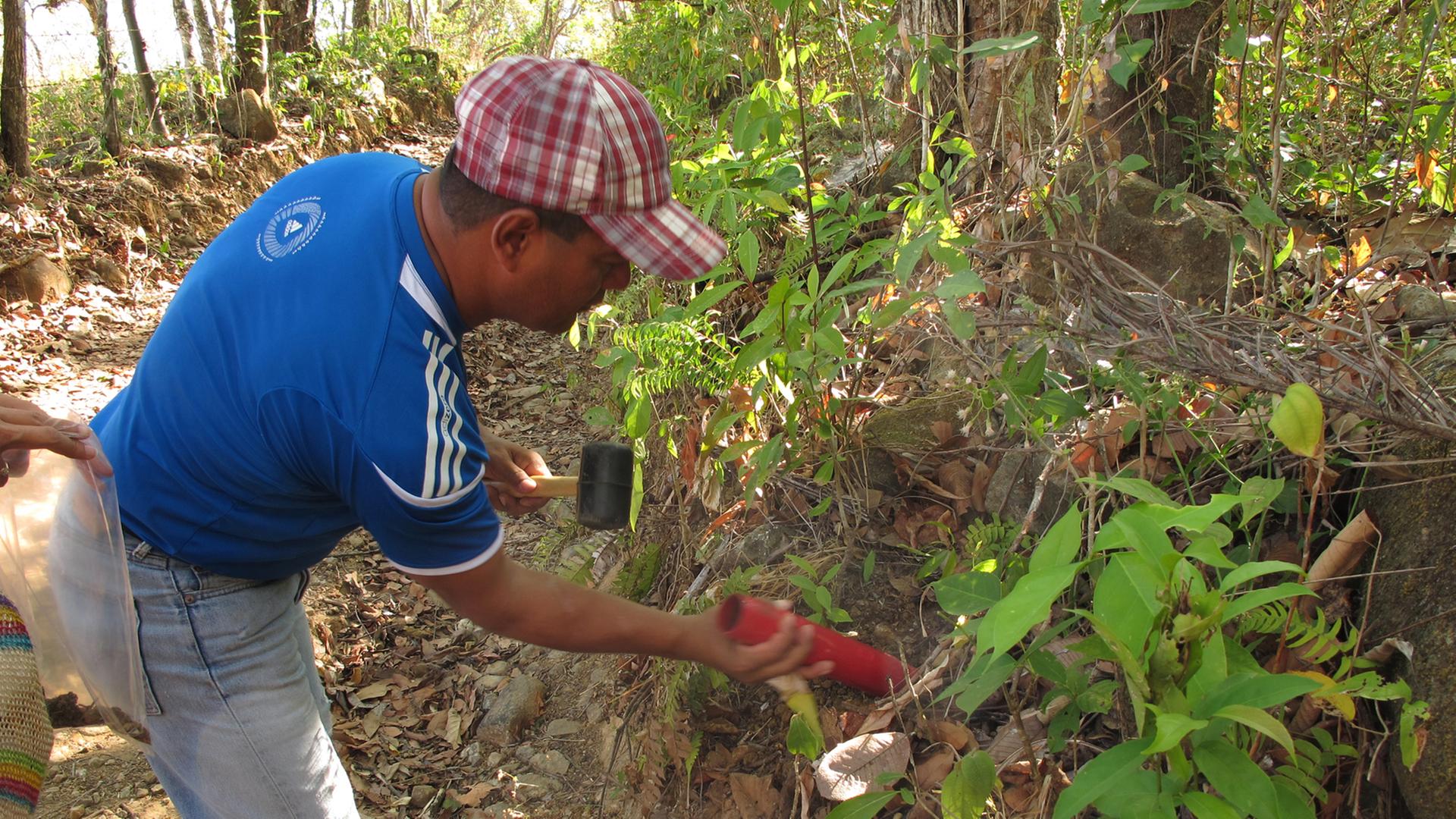 Ein Wissenschaftler stößt ein Plastikrohr in den panamaischen Urwaldboden, um eine Probe des Erdreichs zu entnehmen.