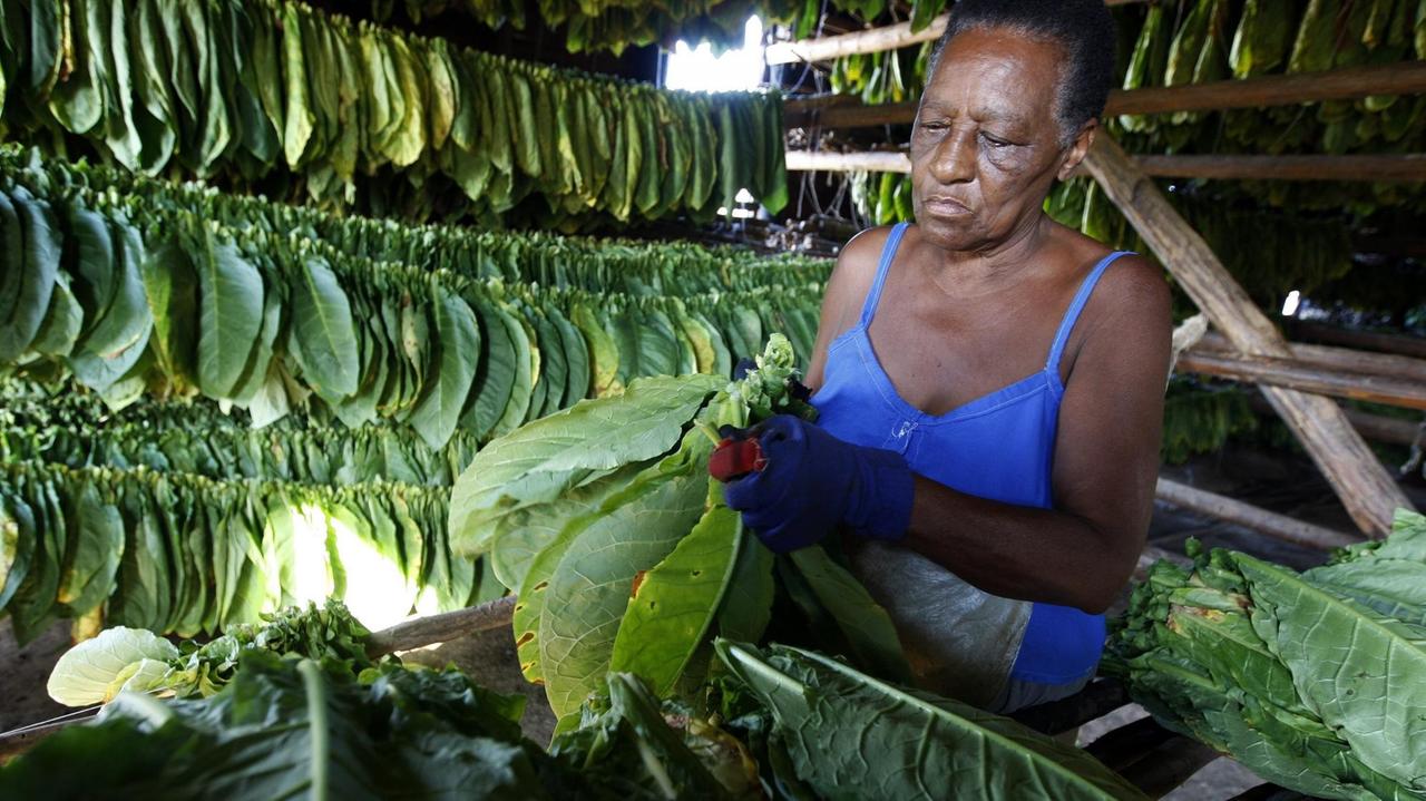 Tabak-Plantage in Kuba.