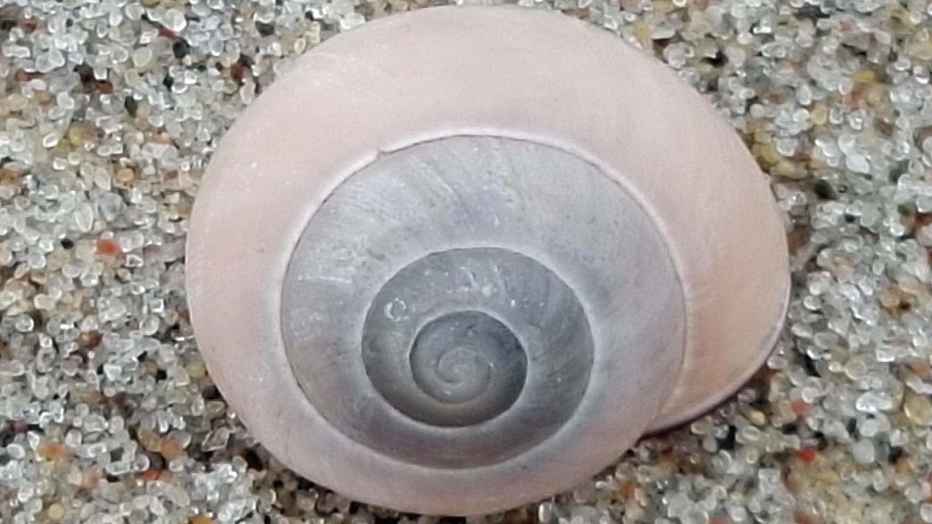 Eine Muschel am Sandstrand Eine Muschel am Sandstrand