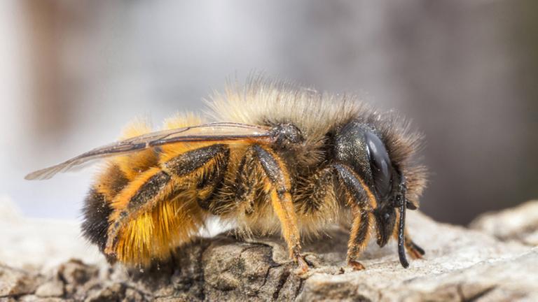 Rote Mauerbiene, Rostrote Mauerbiene (Osmia rufa, Osmia bicornis), Seitenansicht, Deutschland, Bayern red mason bee (Osmia rufa, Osmia bicornis), lateral view, Germany, Bavaria BLWS439897 Copyright: xblickwinkel/R.xSturmx red Wall bee Red rust Wall bee Osmia Rufa Osmia bicornis Side view Germany Bavaria Red Mason Bee Osmia Rufa Osmia bicornis Lateral View Germany Bavaria Copyright xblickwinkel r xSturmx Rote Mauerbiene, Rostrote Mauerbiene (Osmia rufa, Osmia bicornis), Seitenansicht, Deutschland, Bayern red mason bee (Osmia rufa, Osmia bicornis), lateral view, Germany, Bavaria BLWS439897 Copyright: xblickwinkel/R.xSturmx red Wall bee Red rust Wall bee Osmia Rufa Osmia bicornis Side view Germany Bavaria Red Mason Bee Osmia Rufa Osmia bicornis Lateral View Germany Bavaria Copyright xblickwinkel r xSturmx