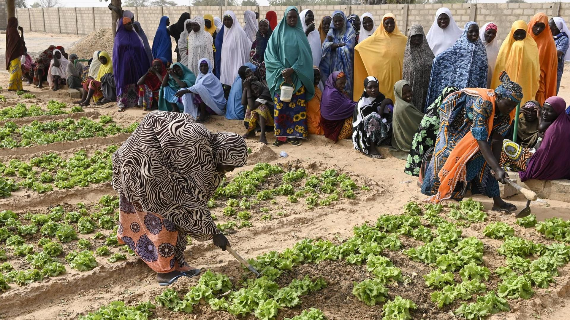 Frauen in Niger bearbeiten ein Gemüsebeet, im Hintergrund sehen weitere Frauen zu. Frauen in Niger bearbeiten ein Gemüsebeet, im Hintergrund sehen weitere Frauen zu.