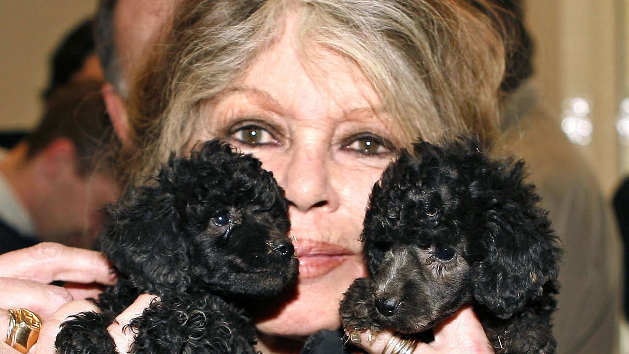Die Schauspielerin und Tierschützerin Brigitte Bardot mit zwei Hunden beim Besuch eines Tierschutzzentrums in Nizza 2005 Die Schauspielerin und Tierschützerin Brigitte Bardot mit zwei Hunden beim Besuch eines Tierschutzzentrums in Nizza 2005