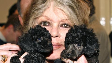 Die Schauspielerin und Tierschützerin Brigitte Bardot mit zwei Hunden beim Besuch eines Tierschutzzentrums in Nizza 2005