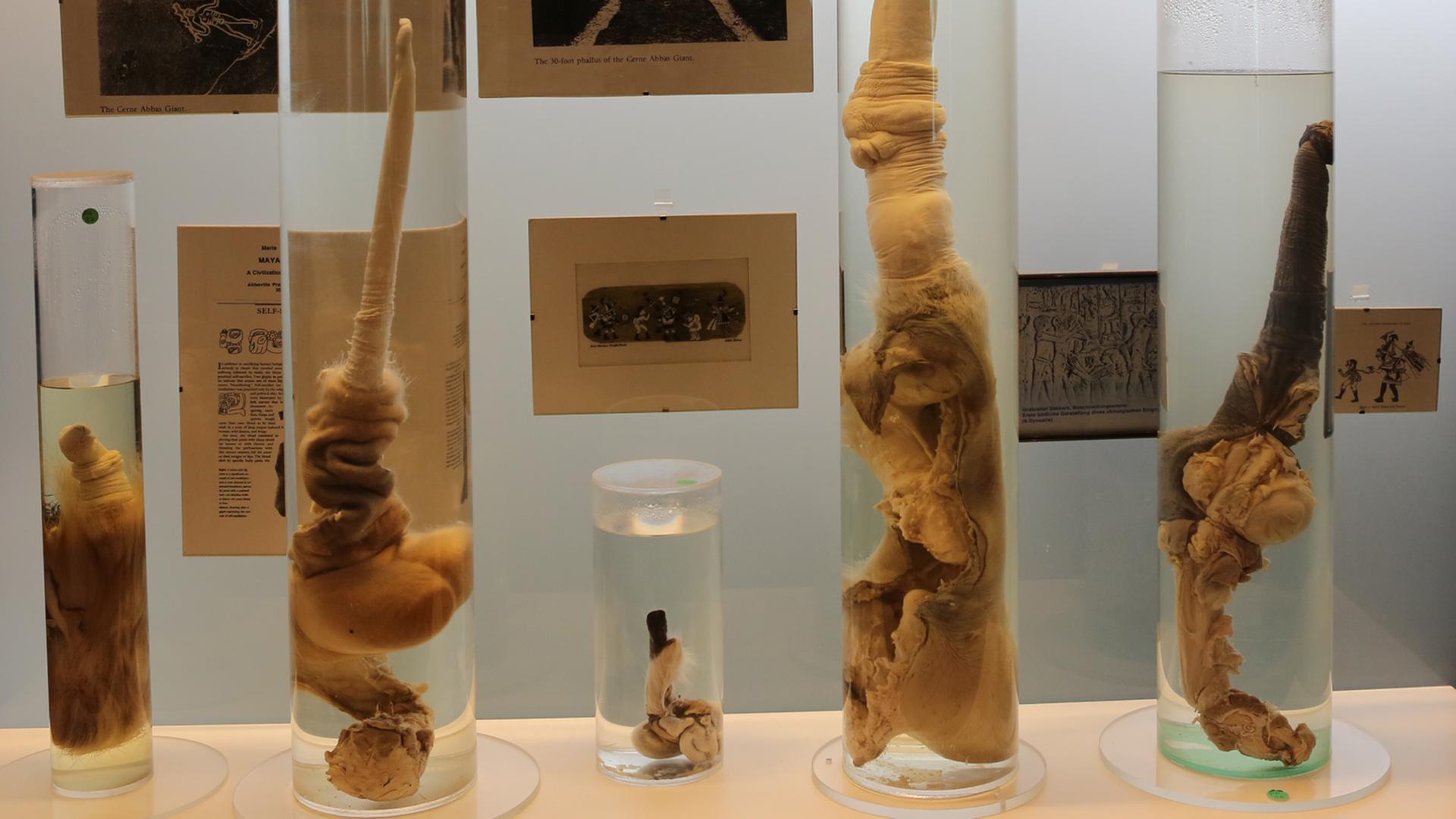Mehrere Exemplare im Phallusmuseum in Reykjavík. Mehrere Exemplare im Phallusmuseum in Reykjavík.