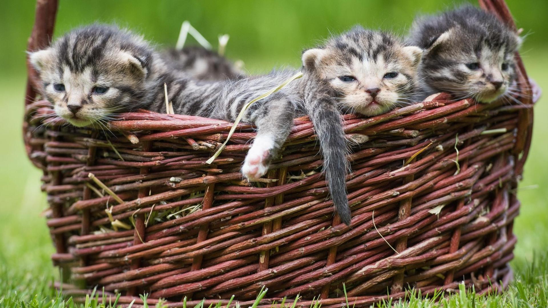 dpatopbilder Vier Babykatzen, von denen im Moment der Aufnahme nur drei zu erkennen sind, liegen in einem kleinen Weidenkorb auf einer Wiese in Sieversdorf (Brandenburg) am 23.05.2015. Die vier kleinen Katzenbabys, die seit kurzen ihre Augen geöffnet haben, sind 15 Tage alt. Katzen sind neben Hunden die beliebtesten Haustiere der Deutschen. Foto: Patrick Pleul/dpa | dpatopbilder Vier Babykatzen, von denen im Moment der Aufnahme nur drei zu erkennen sind, liegen in einem kleinen Weidenkorb auf einer Wiese in Sieversdorf (Brandenburg) am 23.05.2015. Die vier kleinen Katzenbabys, die seit kurzen ihre Augen geöffnet haben, sind 15 Tage alt. Katzen sind neben Hunden die beliebtesten Haustiere der Deutschen. Foto: Patrick Pleul/dpa |