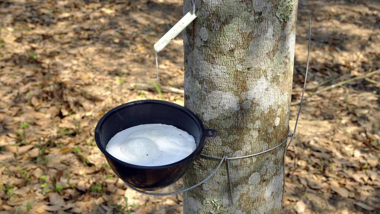 Kautschuk tropft in einen Behälter an einem Kautschukbaum Kautschuk tropft in einen Behälter an einem Kautschukbaum