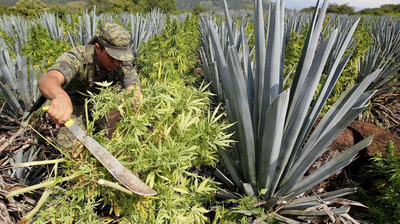 Mexikanische Soldaten zerstören ein Marihuanafeld. Mexikanische Soldaten zerstören ein Marihuanafeld.