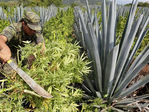 Mexikanische Soldaten zerstören ein Marihuanafeld.