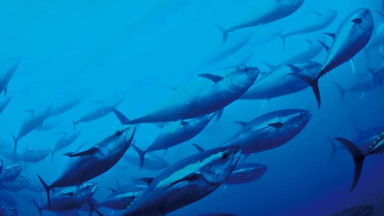 Undatiertes Handout zeigt einen Thunfischwarm im Mittelmeer. Der Große Thunfisch gehört zu den mindestens zwölf Knochenfischarten, die laut einer am Dienstag (19.11.2011) im Schweizer Gland veröffentlichte Studie, die die Umweltschutzorganisation IUCN (Internationale Union für die Bewahrung der Natur und natürlicher Ressourcen). Sie könnten auf die Rote Liste als «bald zum Aussterben bedroht» registriert werden, schrieb die Organisation. Foto: Murat-Bilecenoglu/IUCN dpa (ACHTUNG - Sperrfrist 19. April 0001 - Verwendung nur im Zusammenhang mit der Berichterstattung über die Studie) | Verwendung weltweit Undatiertes Handout zeigt einen Thunfischwarm im Mittelmeer. Der Große Thunfisch gehört zu den mindestens zwölf Knochenfischarten, die laut einer am Dienstag (19.11.2011) im Schweizer Gland veröffentlichte Studie, die die Umweltschutzorganisation IUCN (Internationale Union für die Bewahrung der Natur und natürlicher Ressourcen). Sie könnten auf die Rote Liste als «bald zum Aussterben bedroht» registriert werden, schrieb die Organisation. Foto: Murat-Bilecenoglu/IUCN dpa (ACHTUNG - Sperrfrist 19. April 0001 - Verwendung nur im Zusammenhang mit der Berichterstattung über die Studie) | Verwendung weltweit
